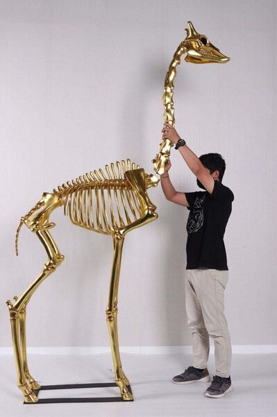 File:Giraffe Skeleton.jpg