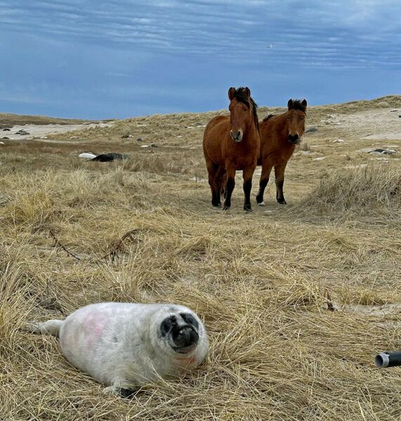 File:Horse seal.jpg