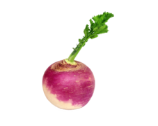 turnip