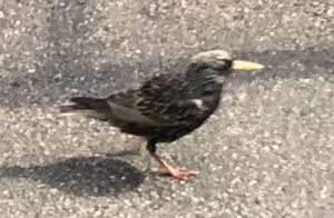 Starling2.jpeg