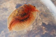 A California Clam Shrimp facing right