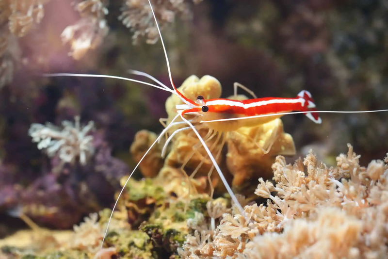 File:Cleaner Shrimp.webp