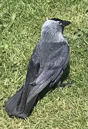 Jackdaw.jpeg