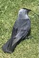 Jackdaw (Coloeus monedula)
