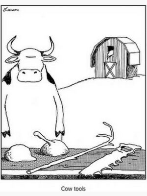 Cow tools.jpg
