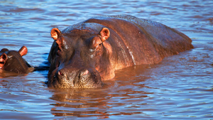Actual hippo.png