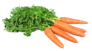 carrot