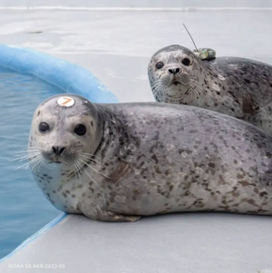 Seal7.png
