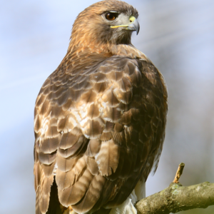 DiaRed-tailed hawk.png