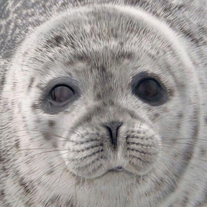 DiaFentanyl the Seal.png