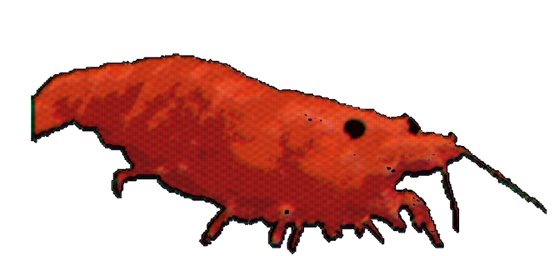 File:Shrimp-mine.png