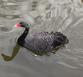 Black swan (Cygnus atratus) Again, these are only native to Australia, I have no idea how this one got here.