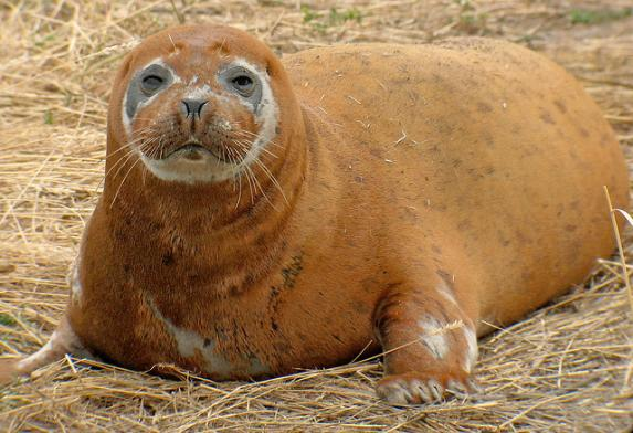 File:Rocking the orange mud look.webp