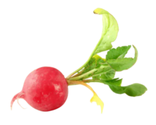 radish