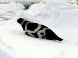 "THATS NOT A UFO IDIOT"