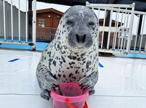 Serious hiyoe bucket.jpg