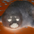 Thumbnail for version as of 07:11, 29 May 2026