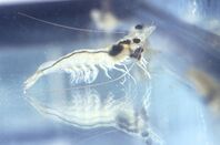 A Whiteleg Prawn, facing right