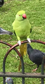 Ring-necked parakeet (Psittacula krameri); not native, escaped pets.