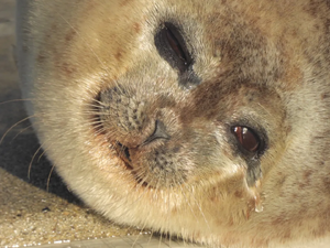 Tears run fast and never dry.png