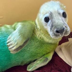 Gradient the Seal.jpg