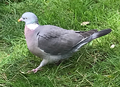 Woodpigeon (Columba palumbus)
