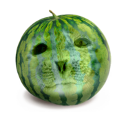 Melon Ponsuke