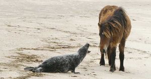 Peace offering rejected 1.jpeg