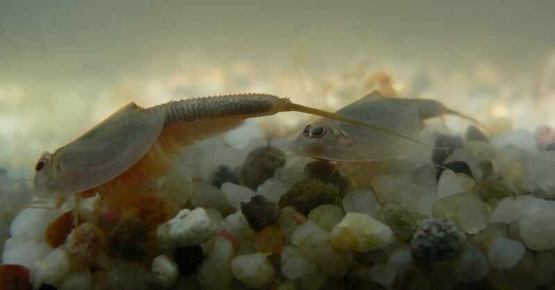 File:Triops australiensis.jpg
