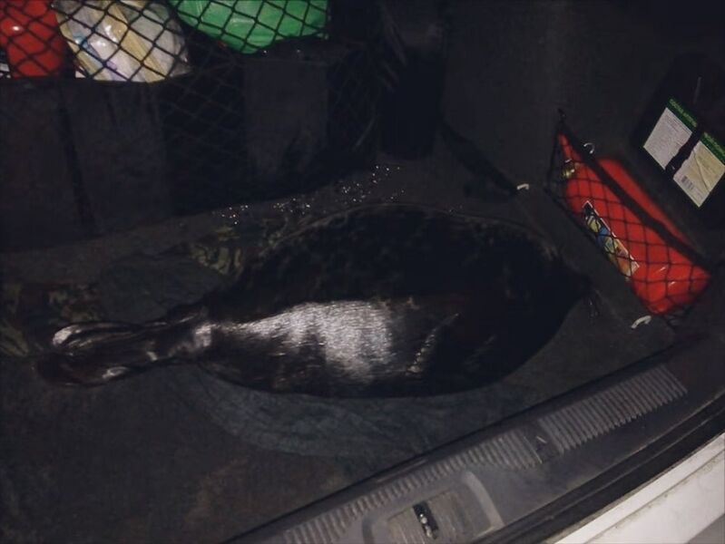 File:Kroshik in my trunk.jpg