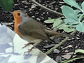 Robin (Erithacus rubecula)