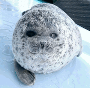 Interested Pontalke.gif