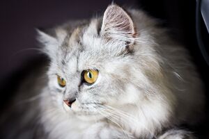 Furry gray cat (Unsplash).jpg