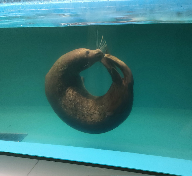 File:Or a bore us.png