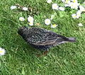 Starling (Sturnus vulgaris)