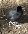 Coot (Fulica atra)