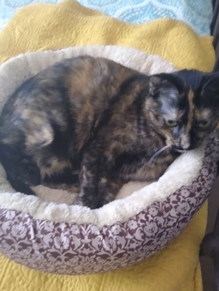 File:Toasty in dog bed.jpg